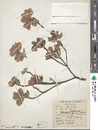 Cornus florida image
