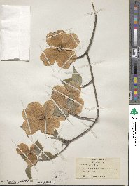 Cornus florida image