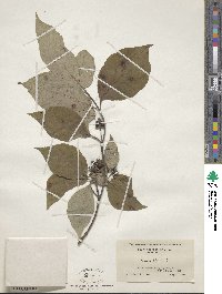 Cornus florida image