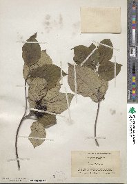 Cornus florida image