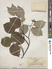 Cornus florida image