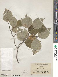 Cornus florida image