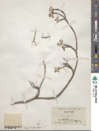Cornus florida image