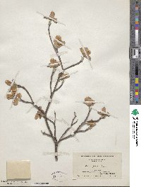 Cornus florida image