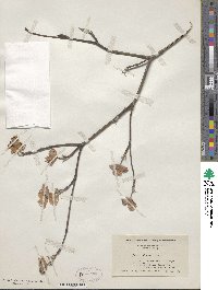 Cornus florida image