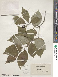 Cornus florida image