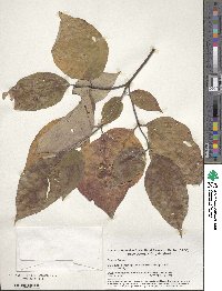 Cornus florida image