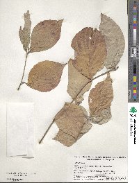 Cornus florida image