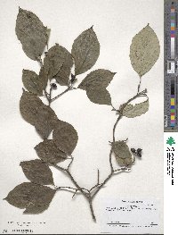 Cornus florida image