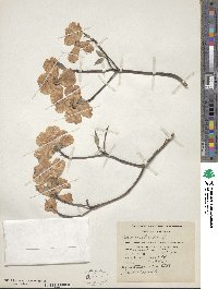 Cornus florida image