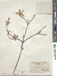 Cornus florida image