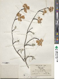 Cornus florida image