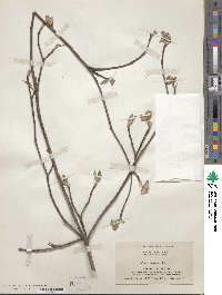 Cornus florida image
