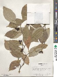 Cornus florida image