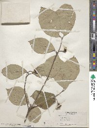 Cornus florida image