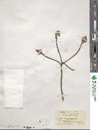 Cornus florida image