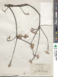 Cornus florida image