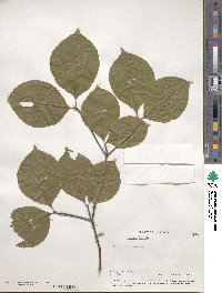 Cornus florida image