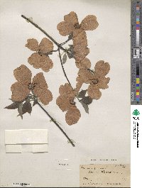 Cornus florida image