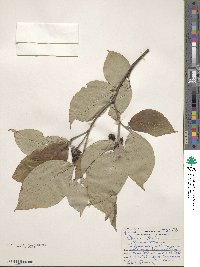 Cornus florida image