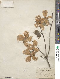 Cornus florida image