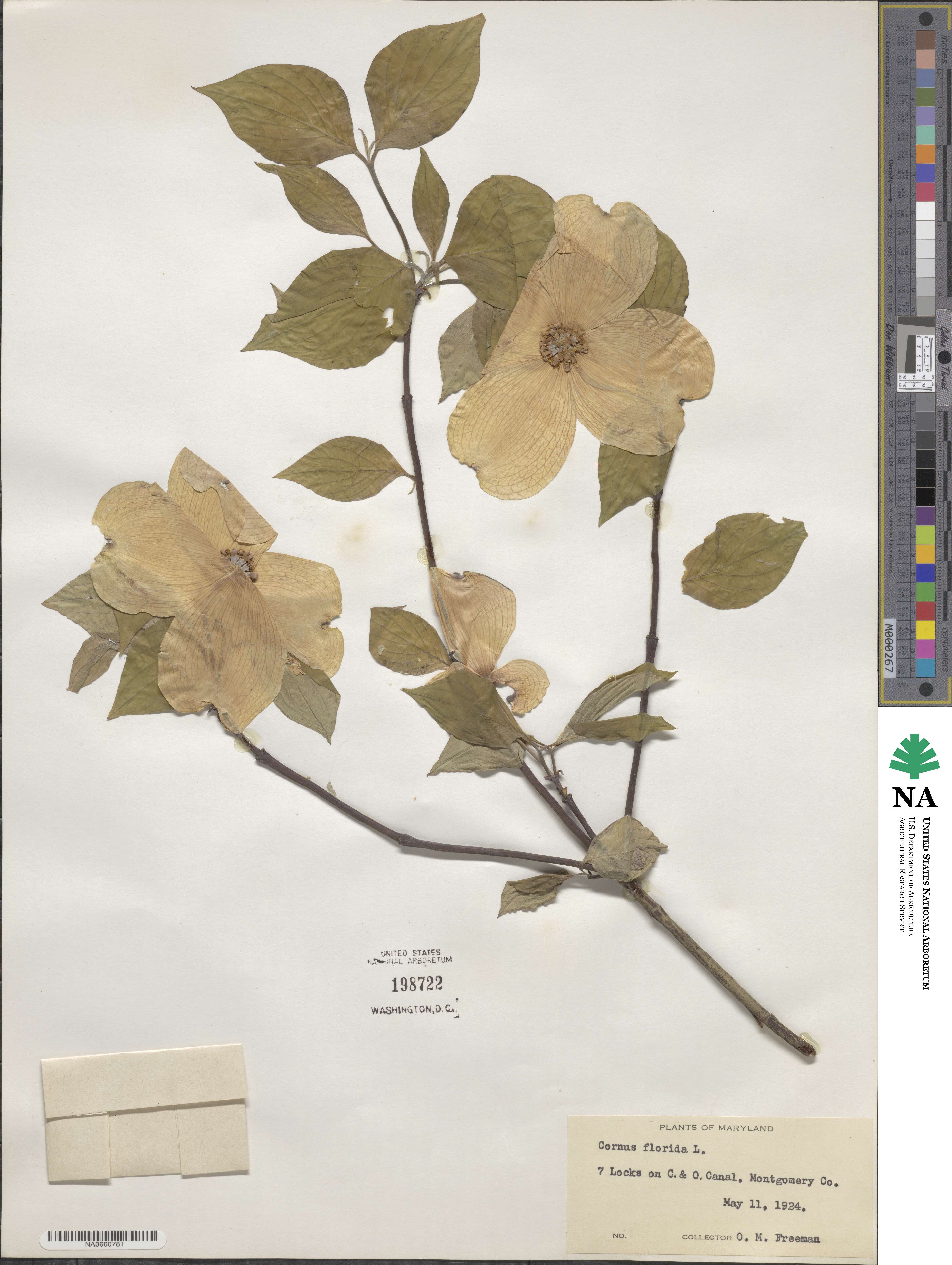 Cornus florida image