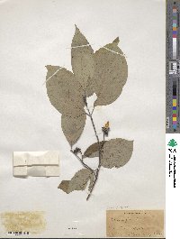 Cornus florida image