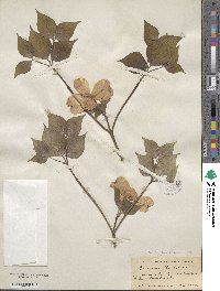 Cornus florida image