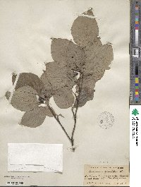 Cornus florida image
