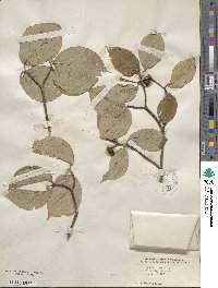 Cornus florida image