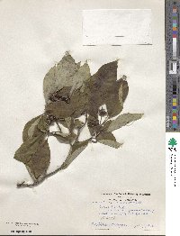 Cornus florida image