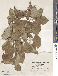Cornus florida image