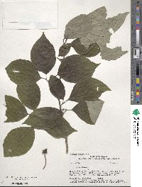 Cornus florida image