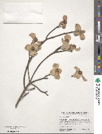 Cornus florida image