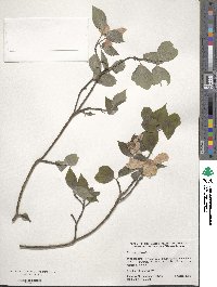 Cornus florida image