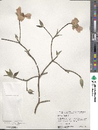 Cornus florida image
