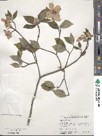 Cornus florida image