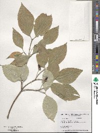 Cornus florida image