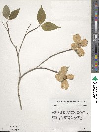 Cornus florida image