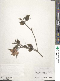 Cornus florida image