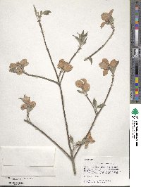 Cornus florida image