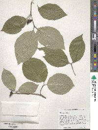 Cornus florida image