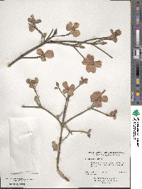 Cornus florida image