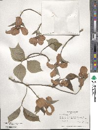 Cornus florida image