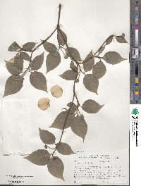 Cornus florida image