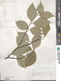 Cornus florida image