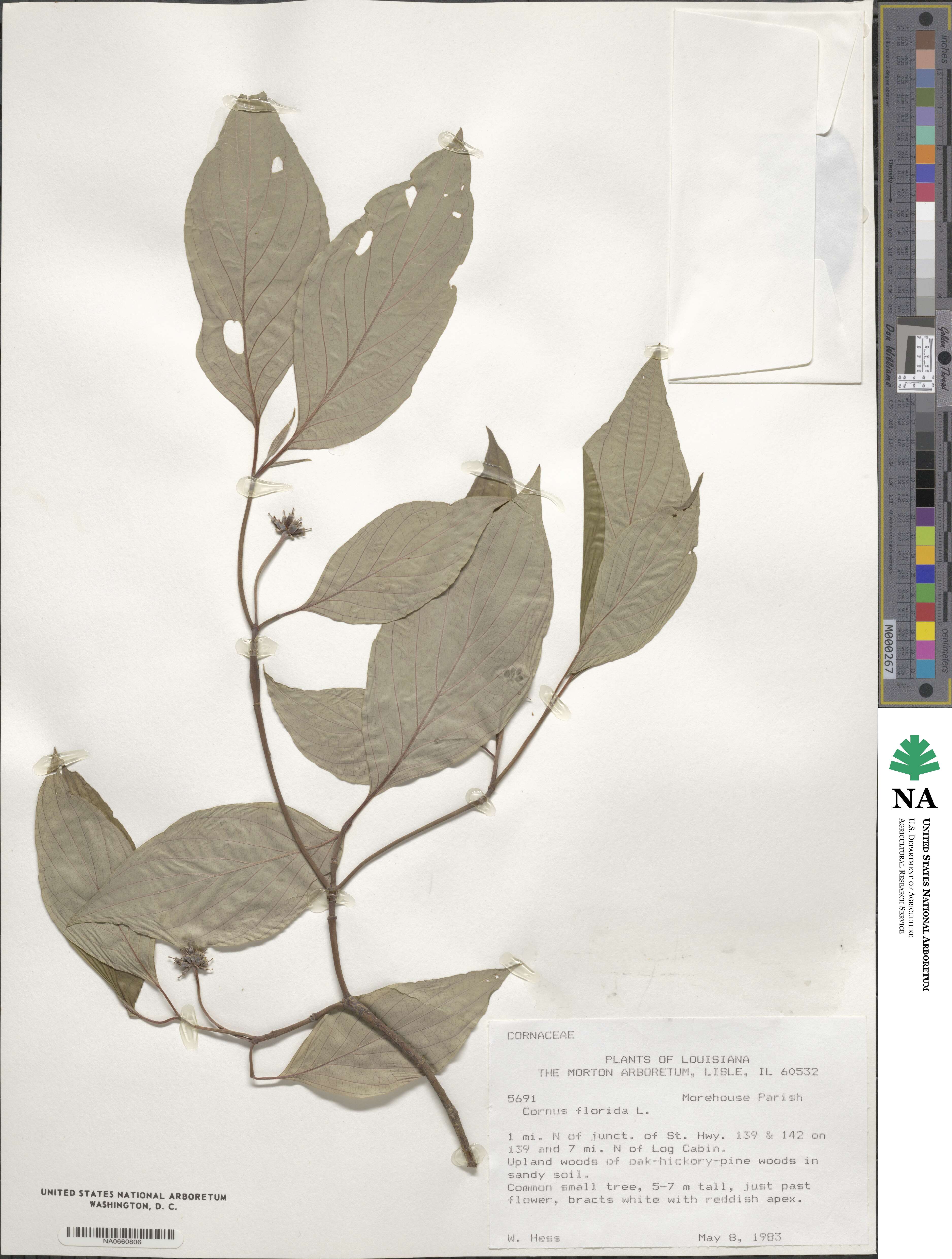 Cornus florida image