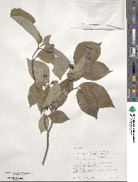 Cornus florida image