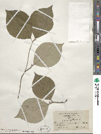 Cornus florida image
