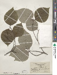 Cornus florida image
